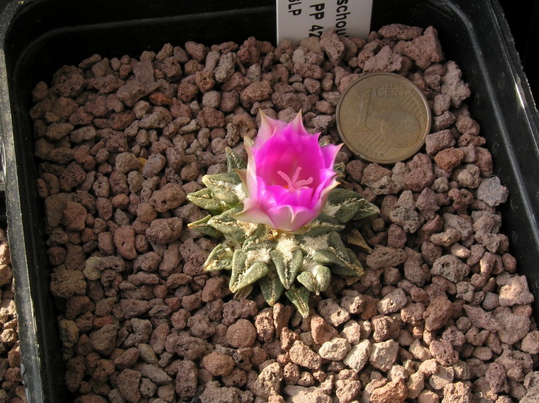 Ariocarpus kotschoubeyanus ssp. sladkovskyi PP 423