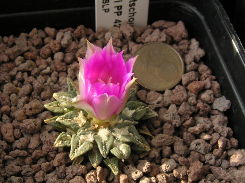 Ariocarpus kotschoubeyanus ssp. sladkovskyi PP 423