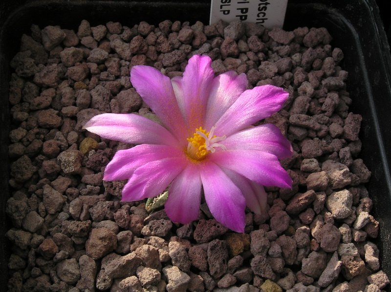 Ariocarpus kotschoubeyanus ssp. sladkovskyi PP 423