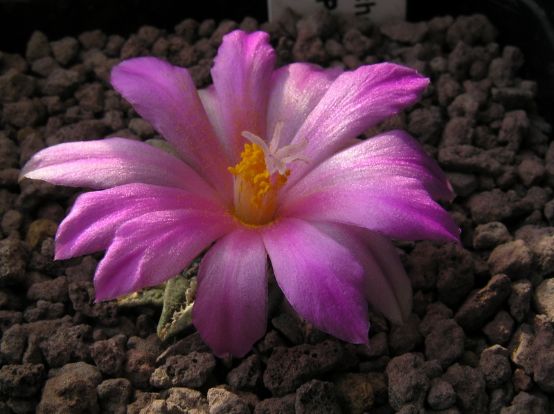 Ariocarpus kotschoubeyanus ssp. sladkovskyi PP 423