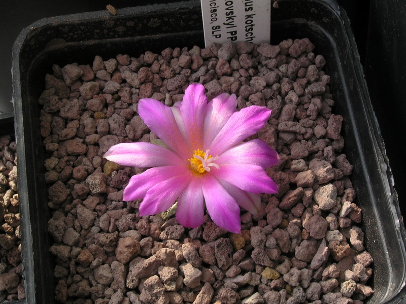 Ariocarpus kotschoubeyanus ssp. sladkovskyi PP 423