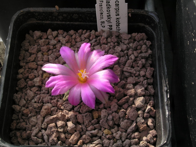 Ariocarpus kotschoubeyanus ssp. sladkovskyi PP 423