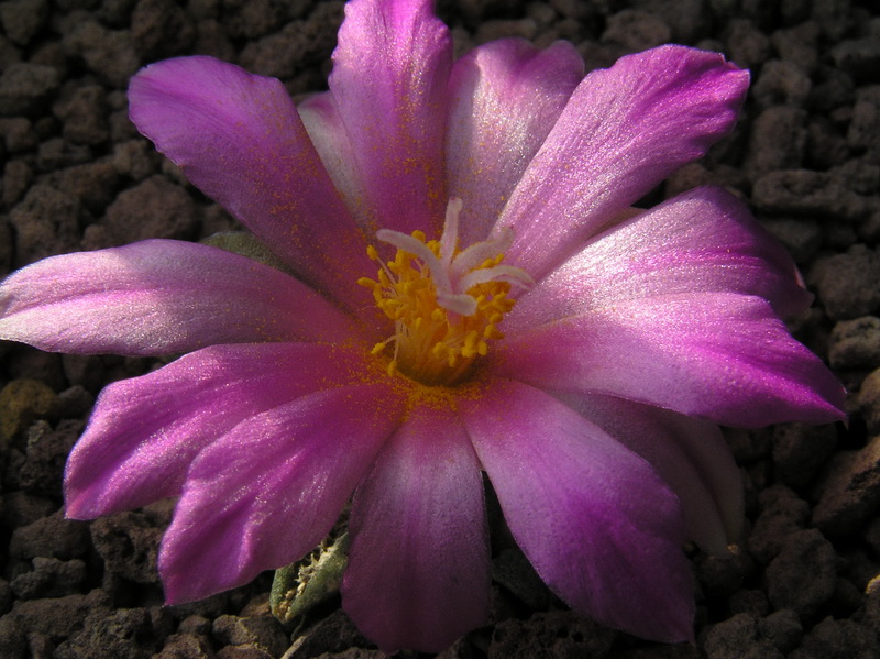 Ariocarpus kotschoubeyanus ssp. sladkovskyi PP 423