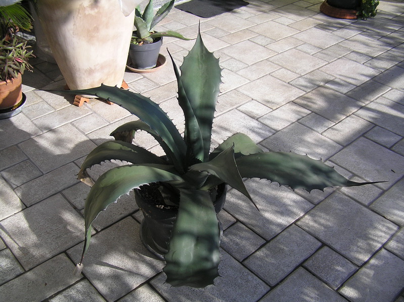 Agave ragusae 