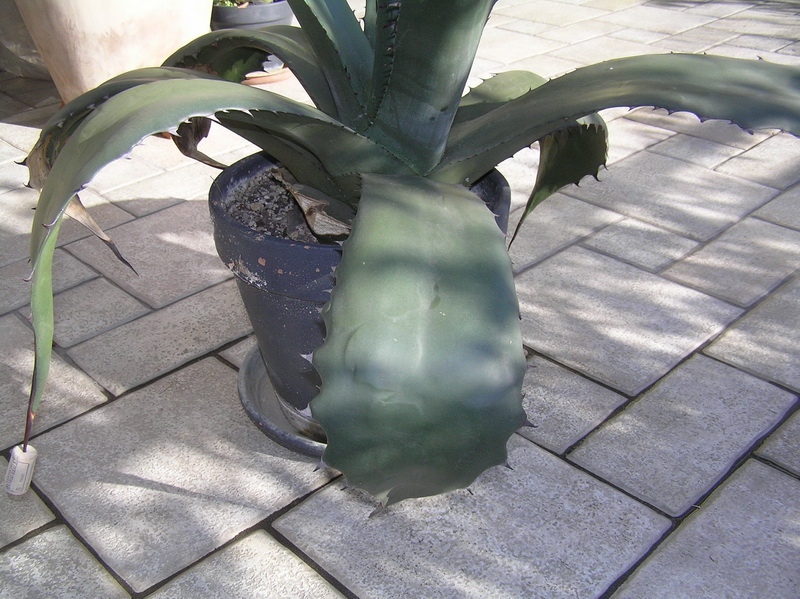 Agave ragusae 