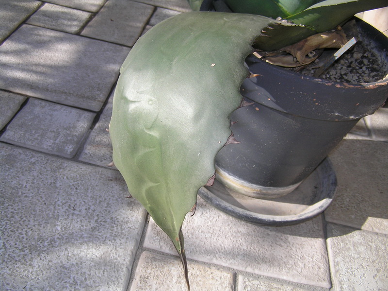 Agave ragusae 