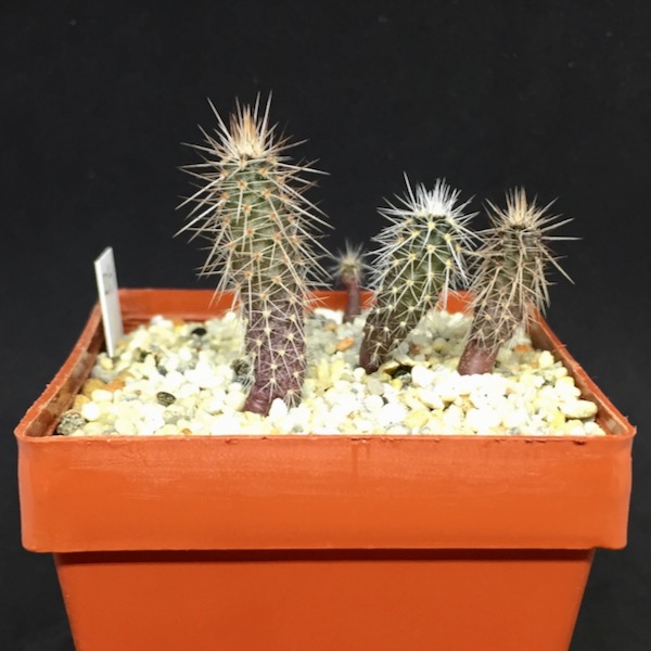 austrocactus longicarpus