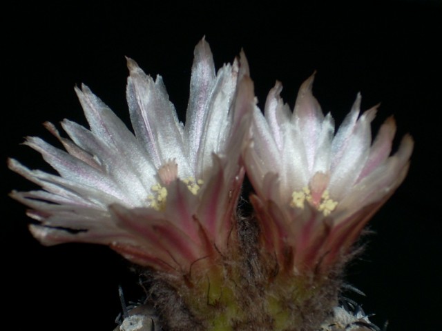 Neoporteria napina 