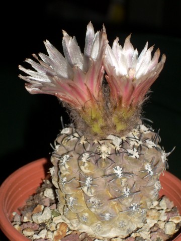 Neoporteria napina 