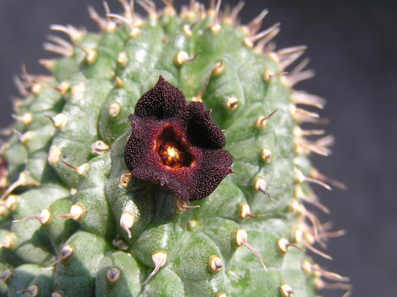 Hoodia pedicellata 