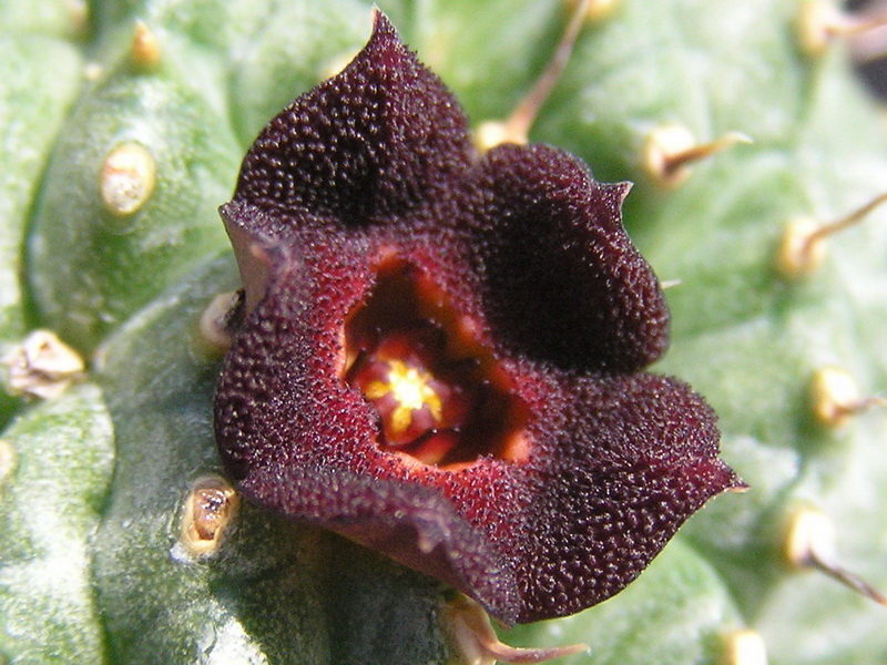 Hoodia pedicellata 