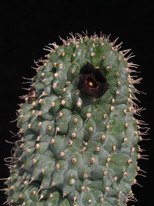 Hoodia pedicellata 