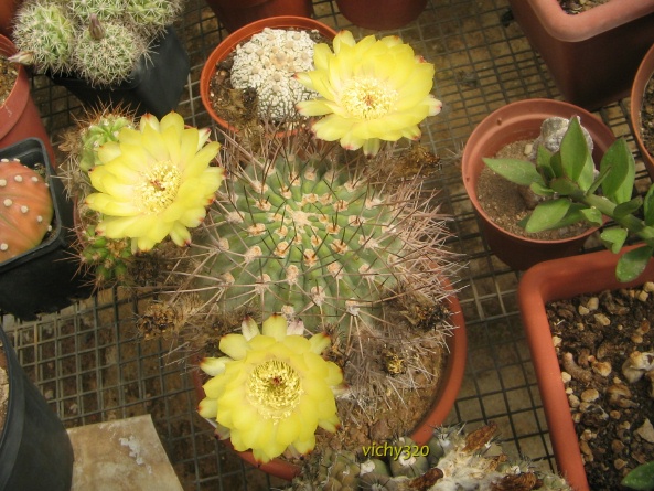 Acanthocalycium thionanthum 