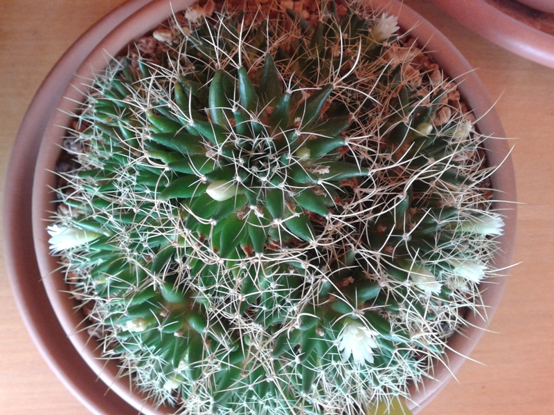 Mammillaria decipiens ssp. camptotricha 