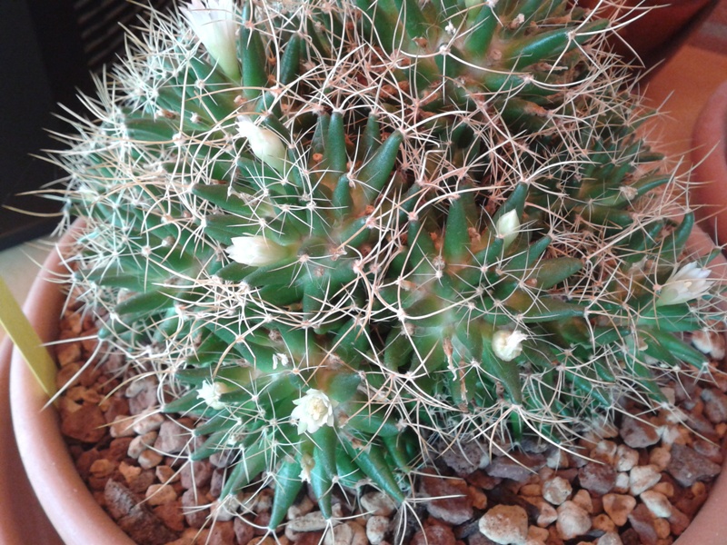 Mammillaria decipiens ssp. camptotricha 