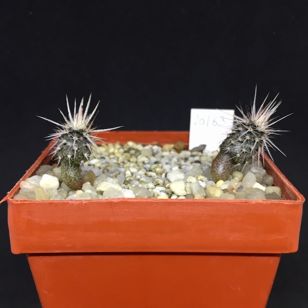 austrocactus bertinii