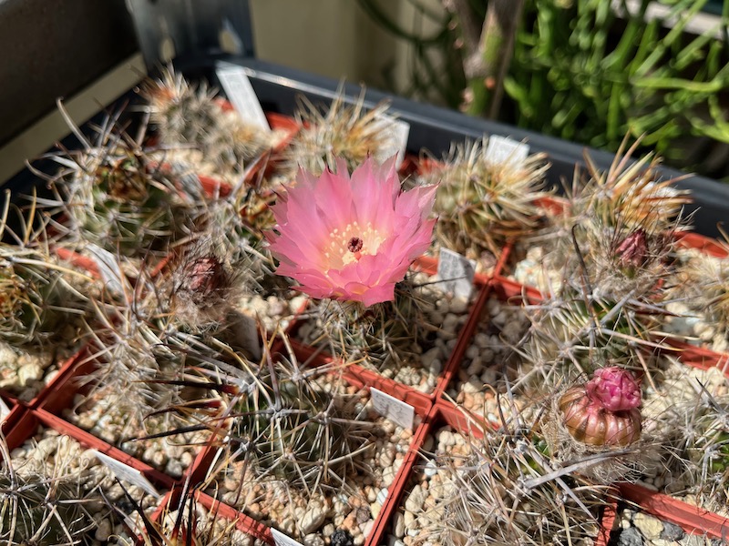 Austrocactus aonikenkensis 
