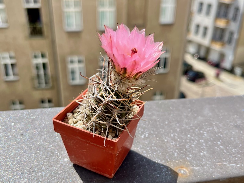 Austrocactus aonikenkensis 