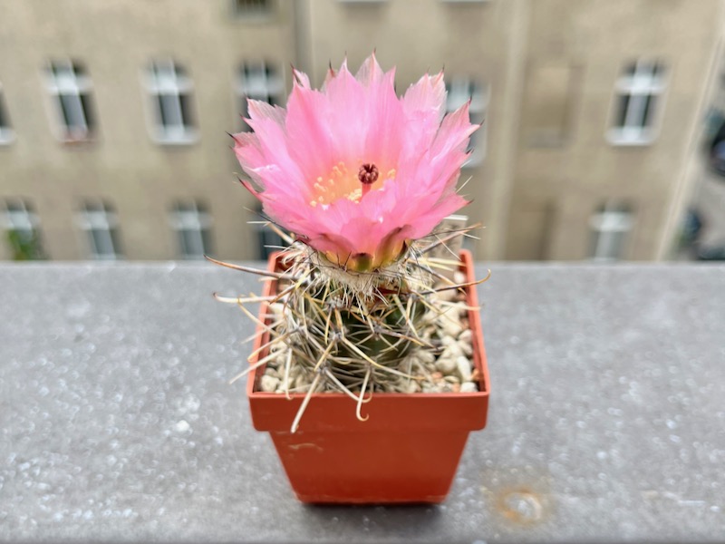 Austrocactus aonikenkensis 
