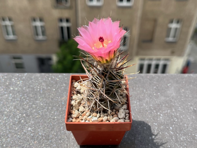 Austrocactus aonikenkensis SAR 4331