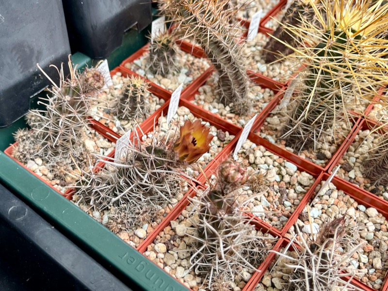 Austrocactus ferrarii SAR 2153