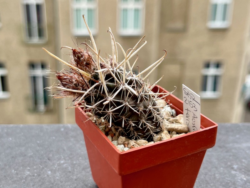 austrocactus ferrarii