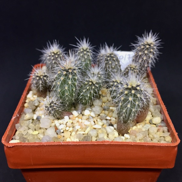 Austrocactus philippii SAR43484