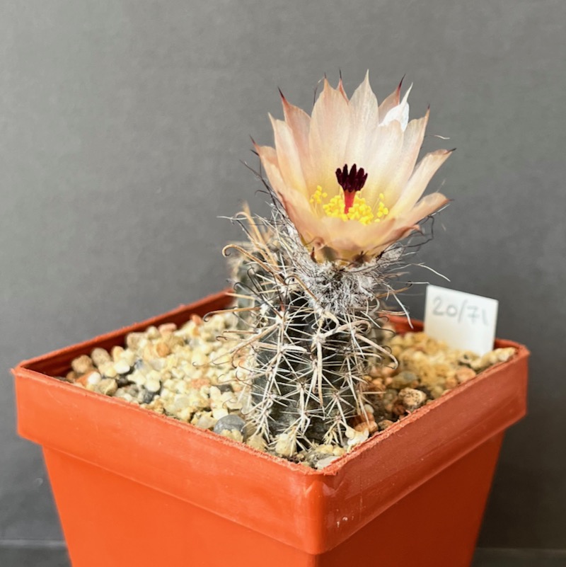 austrocactus praecox