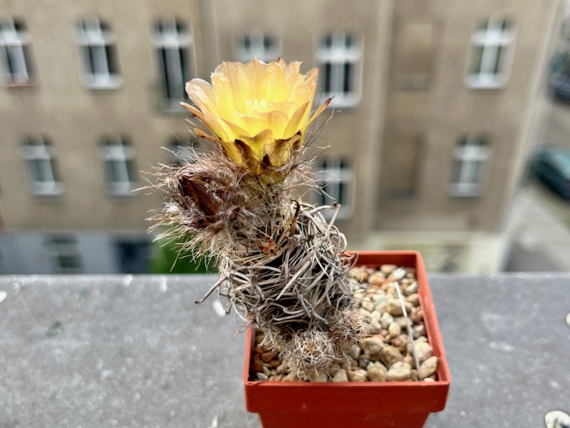austrocactus pauxillus