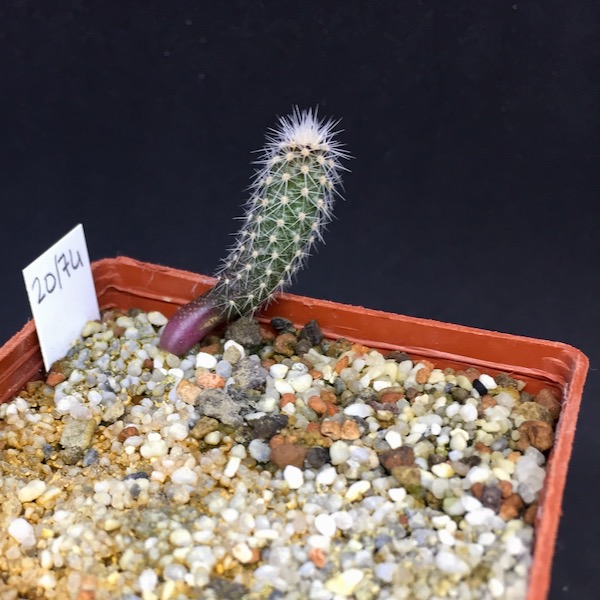 Austrocactus Coxii SAR8411