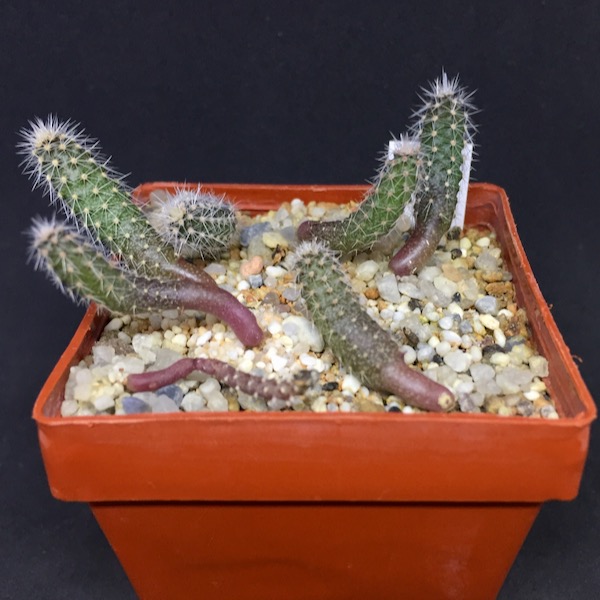 Austrocactus spec. SAR1591