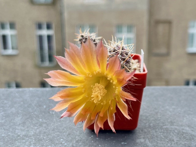 Austrocactus spec. SAR 1591