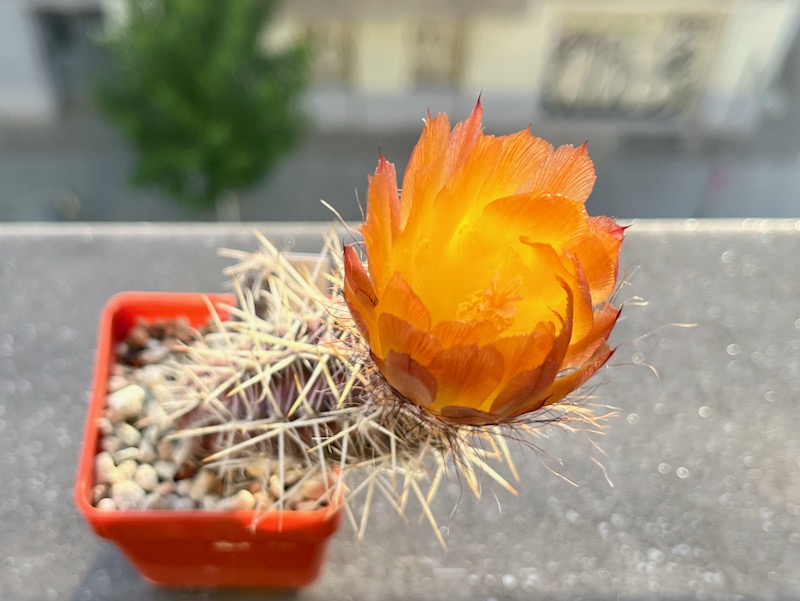 Austrocactus spec. SAR 1591