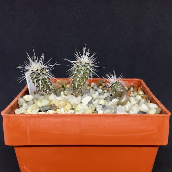 Austrocactus spec. SAR3021