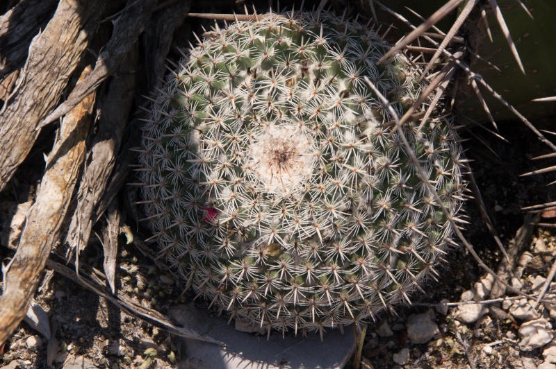 Mammillaria formosa 