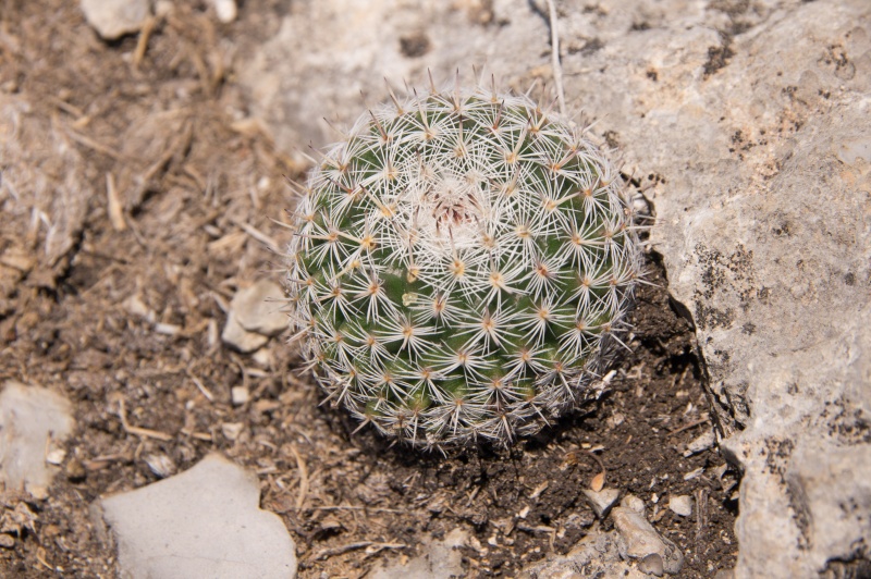 Mammillaria formosa 
