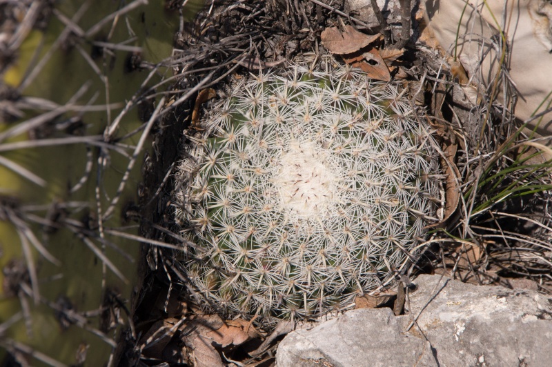 Mammillaria formosa 