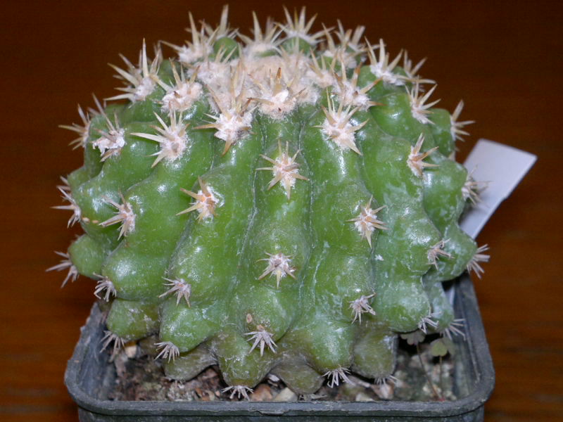 Echinocactus grusonii v. inermis 
