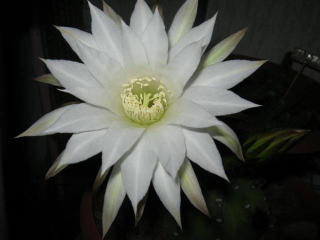 Echinopsis subdenudata 