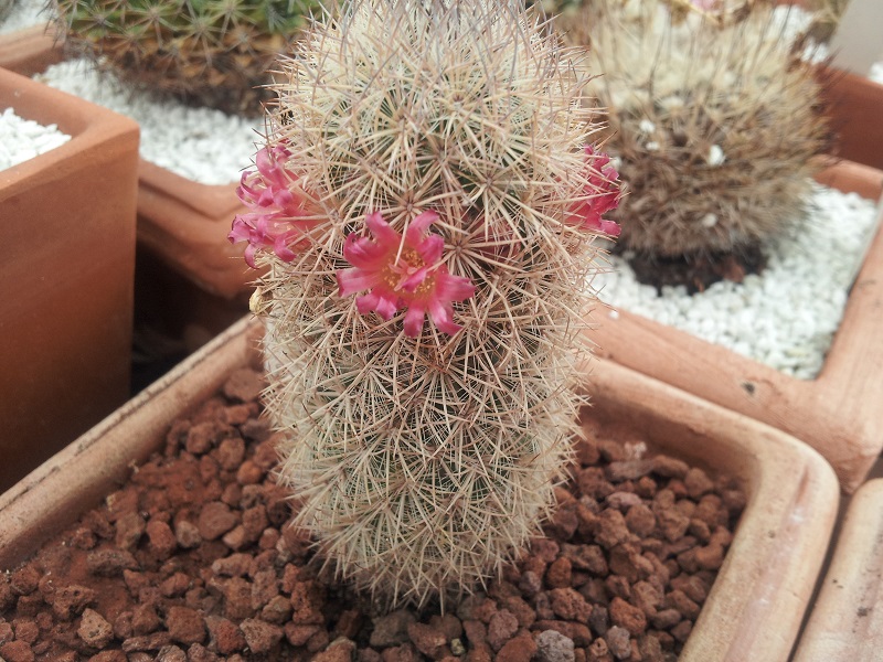 Mammillaria pottsii 