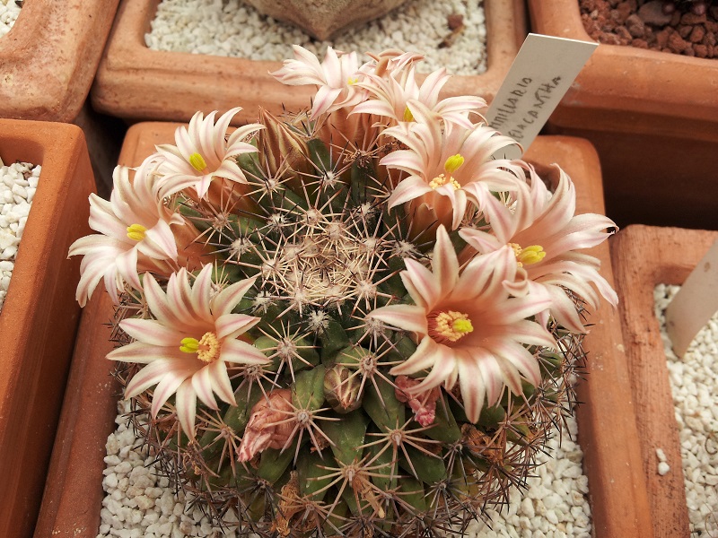 Mammillaria heyderi ssp. meiacantha 