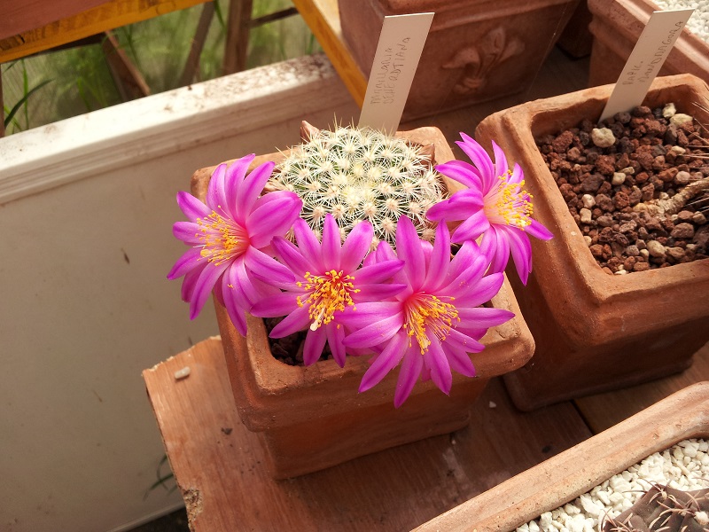 Mammillaria deherdtiana 