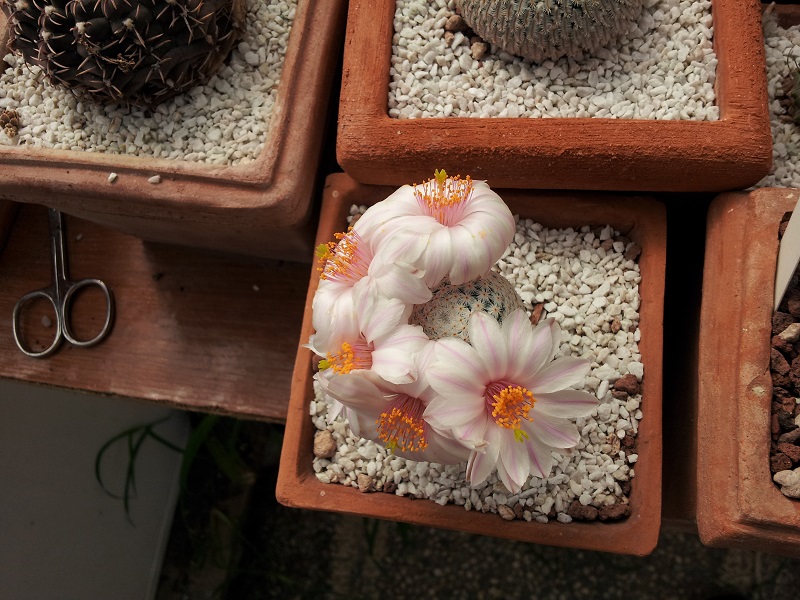 Mammillaria albiflora 