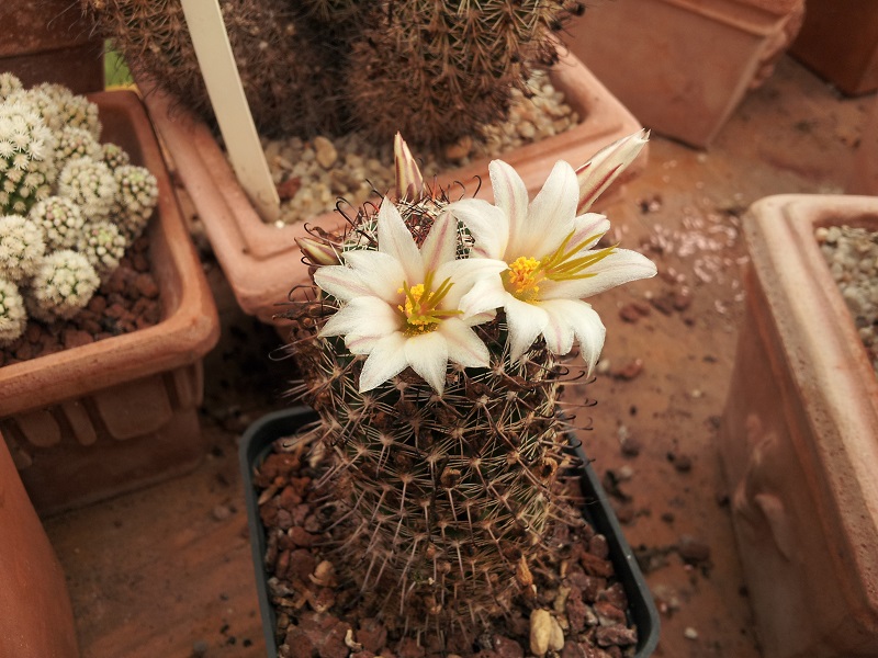 Mammillaria hutchisoniana ssp. louisae 