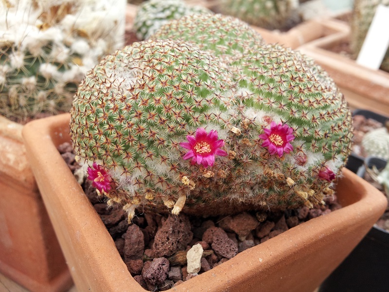 Mammillaria crucigera 