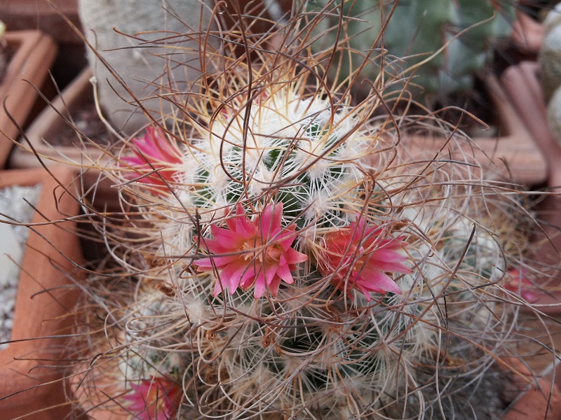 Mammillaria rekoi ssp. leptacantha 