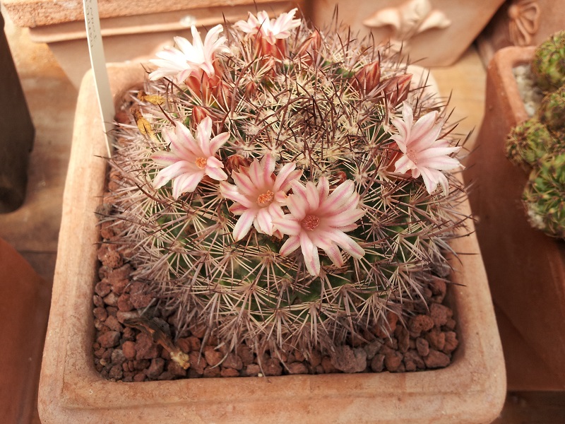 Mammillaria johnstonii 