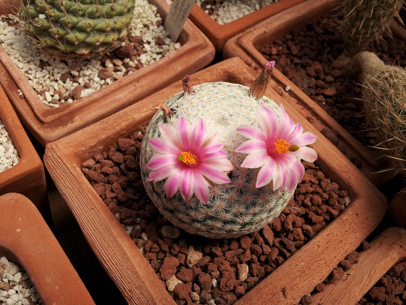 Mammillaria herrerae 