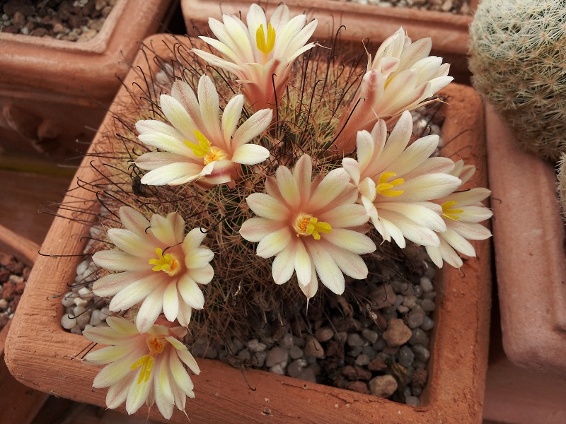 Mammillaria carretii 