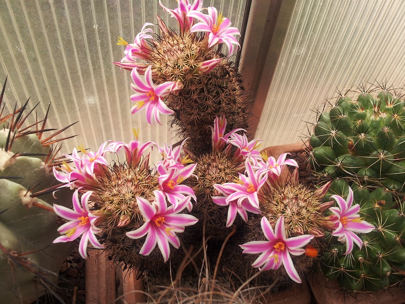 Mammillaria blossfeldiana 